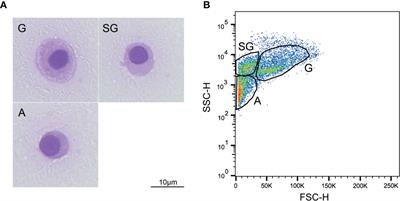 Gender Differences in Hemocyte Immune Parameters of Hong Kong Oyster Crassostrea hongkongensis During Immune Stress